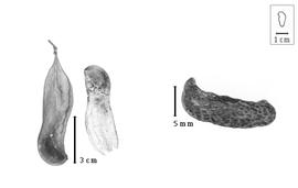  Fruit and seed:  M. frutescens  N. von Jacquin - fruits and seed.
