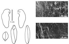  Cotyledon, embryo, and testa:  M. frutescens  N. von Jacquin - embryo, cotyledons, and testa SEMs.
