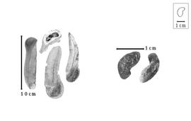  Fruit and seed:  M.  spp. - fruits and seeds.
