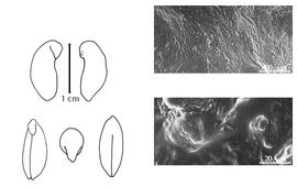  Cotyledon, embryo, and testa:  M. balsamum  (C. Linnaeus f.) H.A.T. Harms var.  pereirae  (J.F. Royle) H.A.T. Harms - embryo, cotyledons, and testa SEMs.
