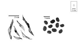  Fruit and seed:  P. uleanus  (H.A.T. Harmes) G.P. Lewis & A. Delgado Salinas var.  uleanus  - fruits and seeds.
