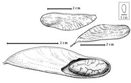  Fruit and seed:  N. madagascariense  Drake del Castillo - top fruit without stipe, right center fruit with stipe, bottom seed in situ.
