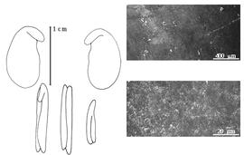  Cotyledon, embryo, and testa:  N. baroni  (E. Drake del Castillo) R. Viguier ex G. Bentham - embryo, cotyledons, and testa SEMs.
