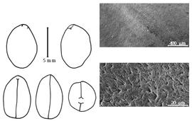  Cotyledon, embryo, and testa:  N. volubilis  (C.L. von Willdenow) N.L. Britton - embryo, cotyledons, and testa SEMs.
