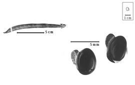  Fruit and seed:  S. stenocarpa  (C.F. Hochstetter ex A. Richard) H.A.T. Harms - fruit and seeds.
