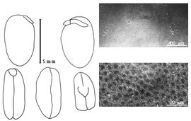  Cotyledon, embryo, and testa:  S. stenocarpa  (C.F. Hochstetter ex A. Richard) H.A.T. Harms - embryo, cotyledons, and testa SEMs.
