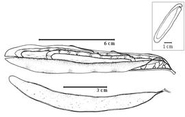  Fruit and seed:  N. hildebrandtii  (Vatke) Torre - bottom fruit; N. klainei J.B.L. ex H.A.T. Harms - top dehiscent fruit.
