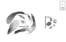  Fruit and seed:  N.  spp. - fruits, one article, and seeds.
