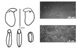  Cotyledon, embryo, and testa: N. leiogyne N.Y. Sandwith - embryo and cotyledons;  N. schottii  (J. Torrey) A. Gray - testa SEMs.
