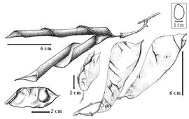  Fruit and seed:  N. romii  (E.A.J. De Wildeman) J.J.G. Léonard - top left fruit with enrolled valves [from Léonard, 1993], bottom right fruit cluster;  N. bequeartii  (E.A.J. De Wildeman) J.J.G. Léonard - center dehisced fruit, bottom left seed in situ.
