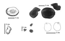  Seed, cotyledon, embryo, and testa:  N. bequeartii  (E.A.J. De Wildeman) J.J.G. Léonard - top left seed topography, bottom left seed topography, bottom right cotyledon split and notched and concealing radicle (L) and embryonic axis (R); N. spp. - top right and bottom center seeds.
