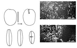  Cotyledon, embryo, and testa:  N. romii  (E.A.J. De Wildeman) J.J.G. Léonard - embryo, cotyledons, and testa SEMs.
