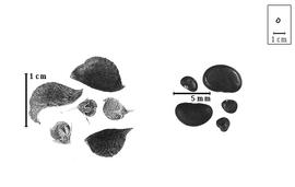  Fruit and seed:  O.  spp. - left fruits with and without calyx and right seeds.
