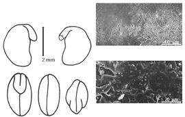  Cotyledon, embryo, and testa:  O. pedunculatum  (P. Miller) A.M. Vail - embryo, cotyledons, and testa SEMs.
