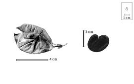  Fruit and seed:  O. microphylla  (H.F. Jaubert & É. Spach) K. Browicz - fruit and seed.
