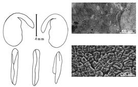  Cotyledon, embryo, and testa:  O. microphylla  (H.F. Jaubert & É. Spach) K. Browicz - embryo, cotyledons, and testa SEMs.
