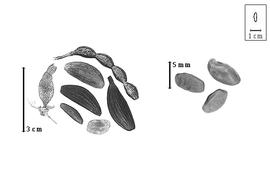  Fruit and seed:  O.  spp. - article and partial fruit, without or with calyx and seeds.
