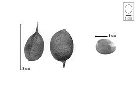  Fruit and seed:  O. aspera  R. Viguier - fruits and seed.
