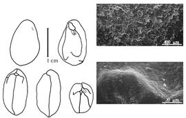  Cotyledon, embryo, and testa:  O. aspera  R. Viguier - embryo, cotyledons, and testa SEMs.
