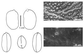  Cotyledon, embryo, and testa:  O. panamensis  G. Bentham - embryo, cotyledons, and testa SEMs.
