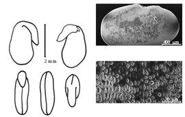  Cotyledon, embryo, and testa:  O. sativus  F.d'A. Brotero - embryo, cotyledons, and testa SEMs.
