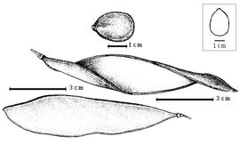  Fruit and seed:  O. bernalii  R.C. Barneby & J.W. Grimes - fruits and seed [from Barneby & Grimes, 1990].
