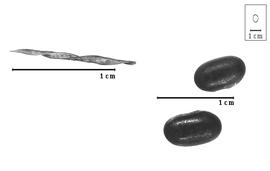  Fruit and seed:  O. burchellii  A.P. de Candolle - fruit and seeds.
