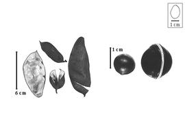  Fruit and seed:  O.  spp. - fruits and seeds.
