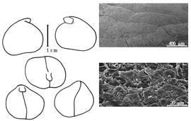  Cotyledon, embryo, and testa:  O. trinervis  (J.D. Smith) V.E. Rudd - embryo, cotyledons, and testa SEMs.
