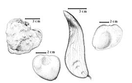  Fruit:  O. buchholzii  H.A.T. Harms - bottom left fruit;  O. dewevrei  E.A.J. De Wildeman - right fruit;  O. mannii  (H.E. Baillon) H.A.T. Harms - top left fruit containing germinated seed;  O. oxyphyllum  (H.A.T. Harms) J.J.G. Léonard - center fruit.
