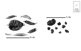  Fruit and seed:  O.  spp. - fruits and seeds.
