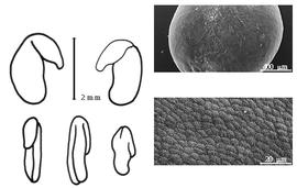  Cotyledon, embryo, and testa:  O. pilosa  (C. Linnaeus) A.P. de Candolle - embryo, cotyledons, and testa SEMs.
