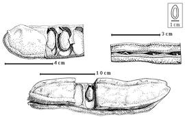  Fruit and seed:  P. tessmannii  (H.A.T. Harms) H.A.T. Harms - top left seeds in situ, top right transverse fruit section [after Harms, 1913], bottom fruit with seed in situ.
