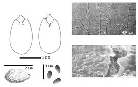  Seed, cotyledon, embryo, and testa:  P. tessmannii  (H.A.T. Harms) H.A.T. Harms - top left cotyledon investing exposed radicle (L) and embryonic axis (R), bottom far left seed topography, bottom left center seeds, testa SEMs.
