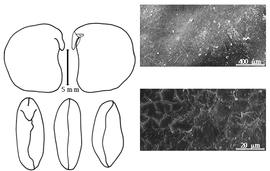  Cotyledon, embryo, and testa:  P. erosus  (C. Linnaeus) I. Urban - embryo, cotyledons, and testa SEMs.
