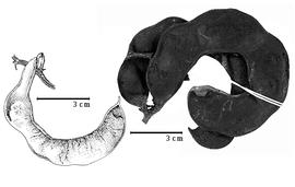  Fruit:  P. elachistophylla  (A. Gray ex S. Watson) Britton & J.N. Rose - right fruits;  P. leptophylla  (A.P. de Candolle) Britton & J.N. Rose - left fruit
