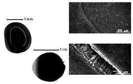  Seed, cotyledon, embryo, and testa:  P. elachistophylla  (A. Gray ex S. Watson) Britton & J.N. Rose - bottom left seed;  P. leptophylla  (A.P. de Candolle) Britton & J.N. Rose - top left seed and testa SEMs.

