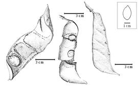  Fruit and seed:  P. brasiliensis  W.A. Ducke - right fruit, center seeds in situ;  P. guianensis  J.B.C.F. Aublet - left seed in situ.
