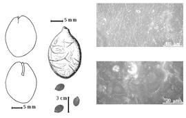  Seed, cotyledon, embryo, and testa:  P. guianensis  J.B.C.F. Aublet - far left cotyledon split and concealing all but tip of radicle (above) and embryonic axis (below), top left center seed topography, bottom left center seeds, testa SEMs.
