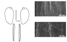  Cotyledon, embryo, and testa:  P. longifolia  R. Spruce ex G. Bentham - embryo, cotyledons, and testa SEMs.
