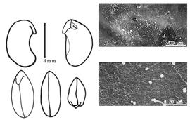  Cotyledon, embryo, and testa:  P. scariosus  (W. Roxburgh) S.I. Ali - embryo, cotyledons, and testa SEMs.
