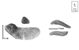  Fruit and seed:  P. schomburgkii  (G. Bentham) W.A. Ducke - seeds. P. spp. - fruits.
