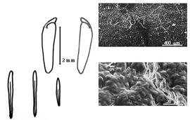  Cotyledon, embryo, and testa:  P. schomburgkii  (G. Bentham) W.A. Ducke - embryo, cotyledons, and testa SEMs.
