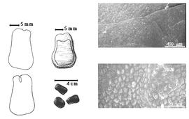  Seed, cotyledon, embryo, and testa:  P. coeruleum  (P.H.W. Taubert) J.J.G. Léonard - far left cotyledon barely notched and concealing radicle (above) and embryonic axis (below), top left center seed topography, bottom left center seeds, testa SEMs.
