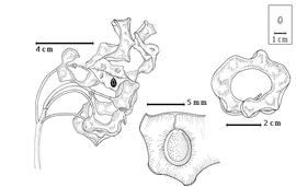  Fruit and seed:  P. pruinosum  (G. Bentham) I.C. Nielsen - left fruit cluster with dehiscent and nondehiscent fruit, right dehiscent fruit, bottom seed in situ.
