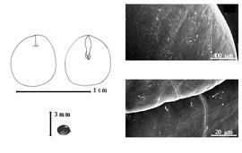  Seed, cotyledon, embryo, and testa:  P. pruinosum  (G. Bentham) I.C. Nielsen - top left cotyledon concealing radicle (L) and embryonic axis (R), bottom left seed, testa SEMs.
