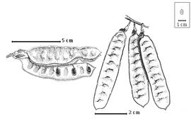  Fruit and seed:  P. lophantha  (C.L. von Willdenow) I.C. Nielsen subsp. lophantha - right fruit cluster;  P. lophantha  (C.L. von Willdenow) I.C. Nielsen subsp.  montana  (Junghuhn) I.C. Nielsen - left fruit cluster.
