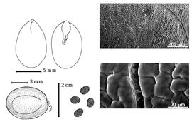  Seed, cotyledon, embryo, and testa:  P. lophantha  (C.L. von Willdenow) I.C. Nielsen subsp. lophantha - top left cotyledon concealing all but radicle tip (L) and embryonic axis (R), bottom far left seed topography, testa SEMs;  P. lophantha  (C.L. von Willdenow) I.C. Nielsen - bottom left center seeds.
