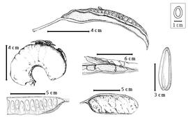  Fruit and seed: P . biglobosa  (N.J. von Jacquin) R. Brown ex G. Don f. - center broken endocarp within epicarp;  P. discolor  R. Spruce ex G. Bentham - bottom center fruit;  P. multijuga  G. Bentham - left center fruit, far right seed topography;  P. pendula  (C.L. von Willdenow) G. Bentham - top dehiscent fruit, bottom left part of endocarp.
