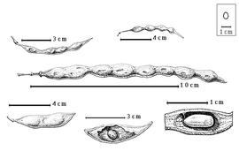  Fruit and seed:  P. aculeata  C. Linnaeus - center fruit;  P. africana  Sonder - top left fruit, bottom right seed in situ;  P. florida  (G. Bentham ex A. Gray) S. Watson - bottom left fruit;  P. microphylla  Torrey - top right fruit;  P. scioana  (E. Chiovenda) J.P.M. Brenan - bottom center seed in situ.
